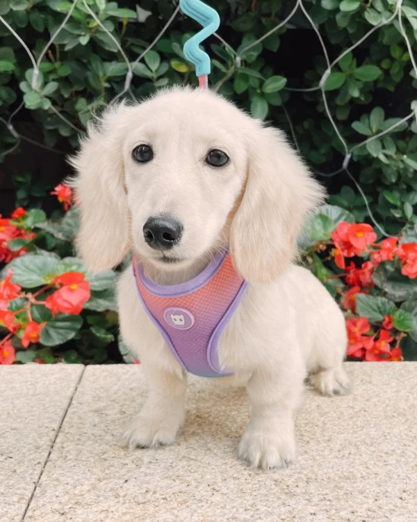 english cream dachshund puppy