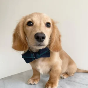 english cream dachshund puppies