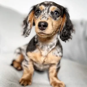 dapple dachshund for sale