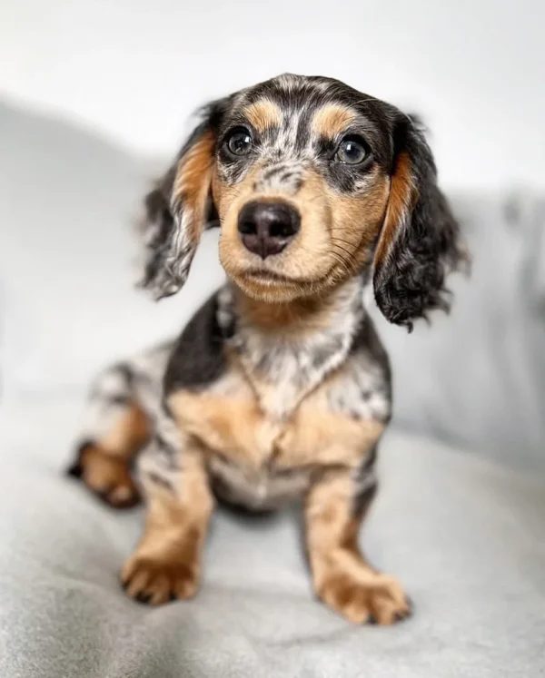 dapple dachshund for sale