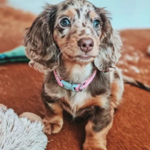 dapple dachshund blue eyes