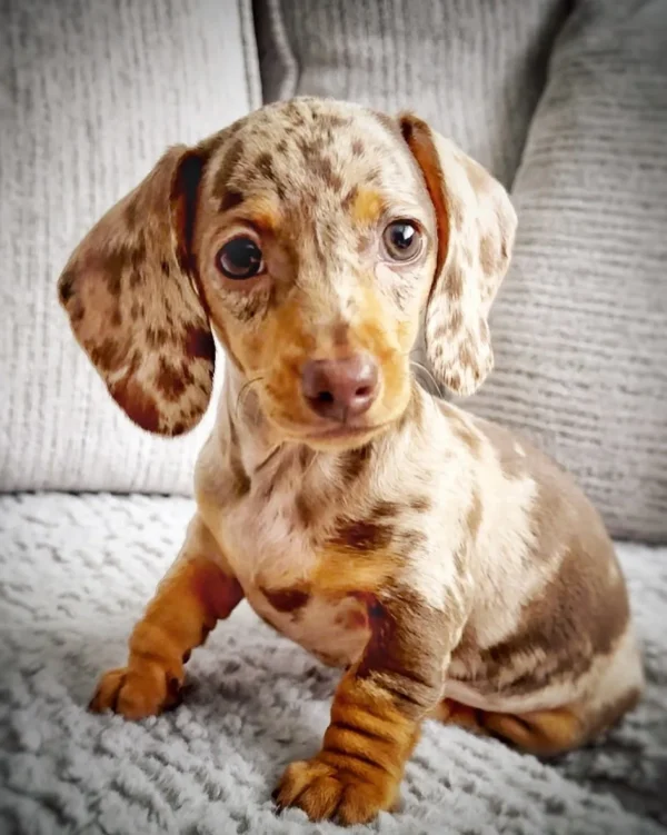 short haired dapple dachshund