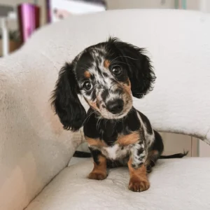 dapple dachshund puppies for sale