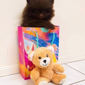 chocolate pomeranian puppies for sale