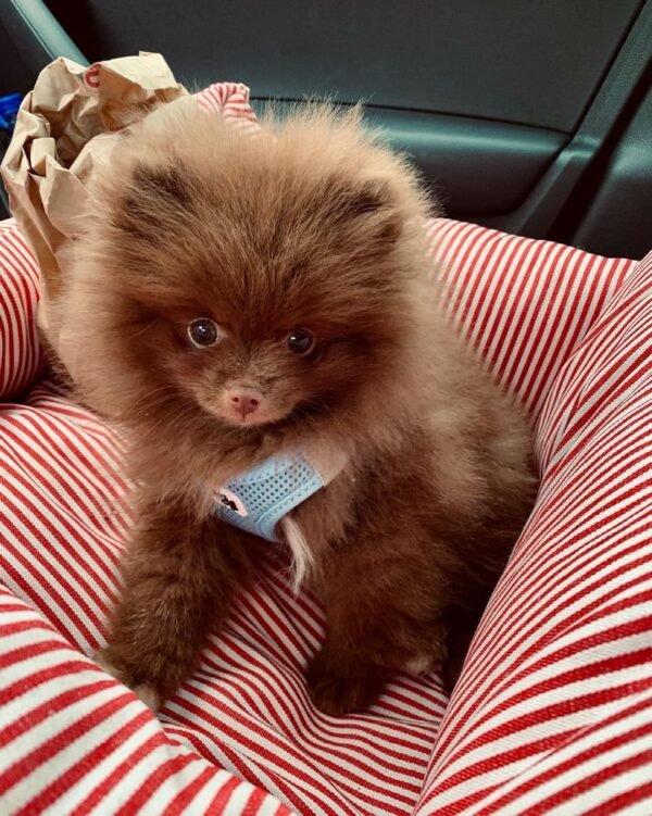 toy pomeranian puppies for sale