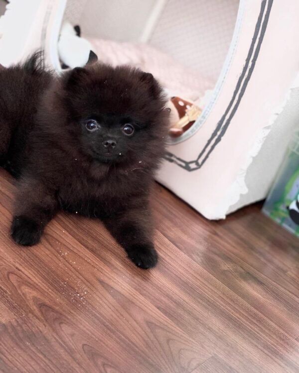 pom puppies for sale near me