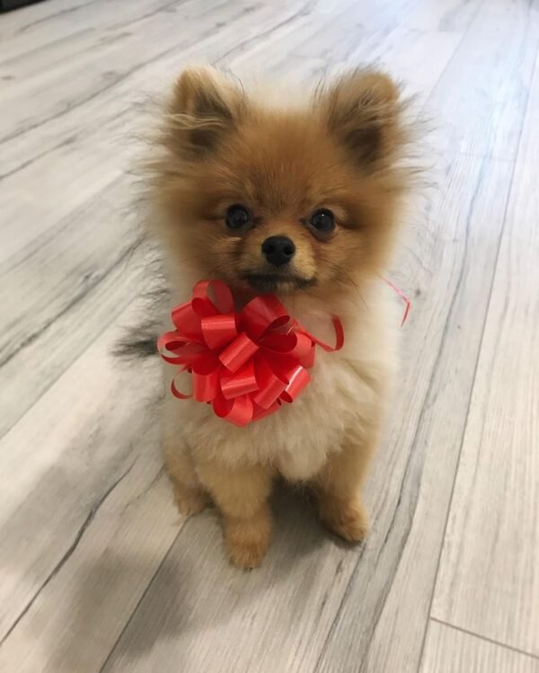 eskimo pomeranian puppies for sale