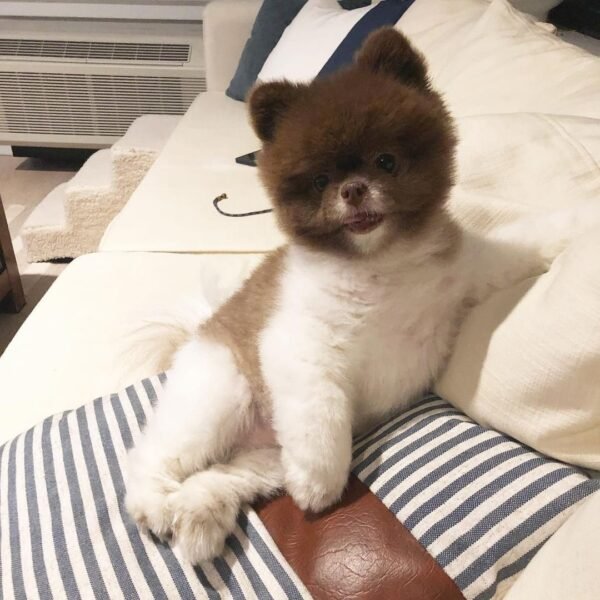 teacup pomeranian puppies for sale near me