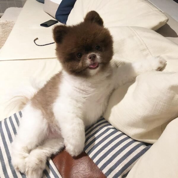 teacup pomeranian puppies for sale near me