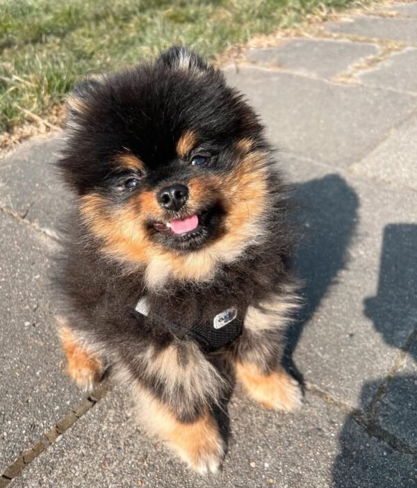 teacup pomeranian puppies for sale