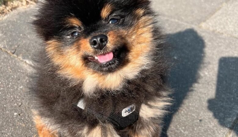 Reputable Dachshund Breeders in Sweden: Top 7 Picks!