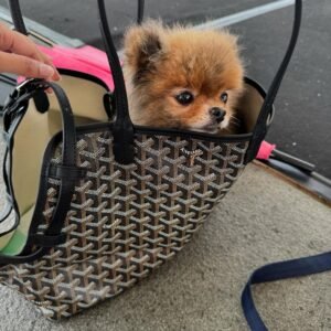 pomeranian puppies for sale near me