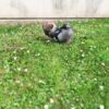 small pomeranian puppies for sale