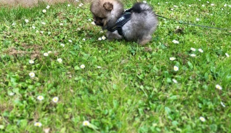 Reputable Dachshund Breeders in Brighton UK: Top 8 Guide