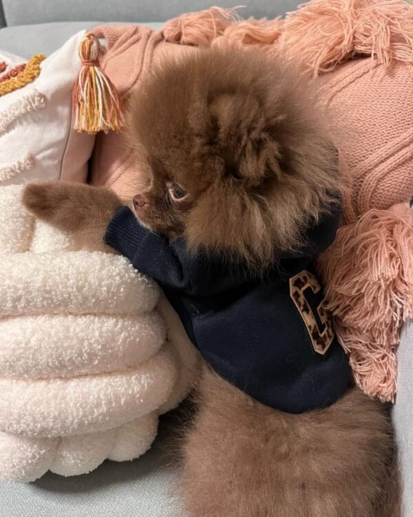 teddy bear pomeranian puppies for sale