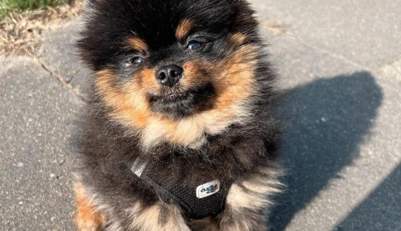 Reputable Dachshund Breeders in Switzerland: Top 7 Picks!