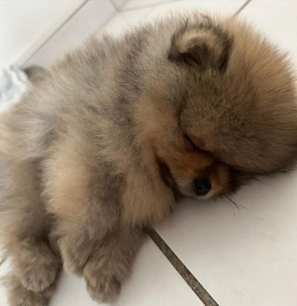 mixed pomeranian puppies for sale