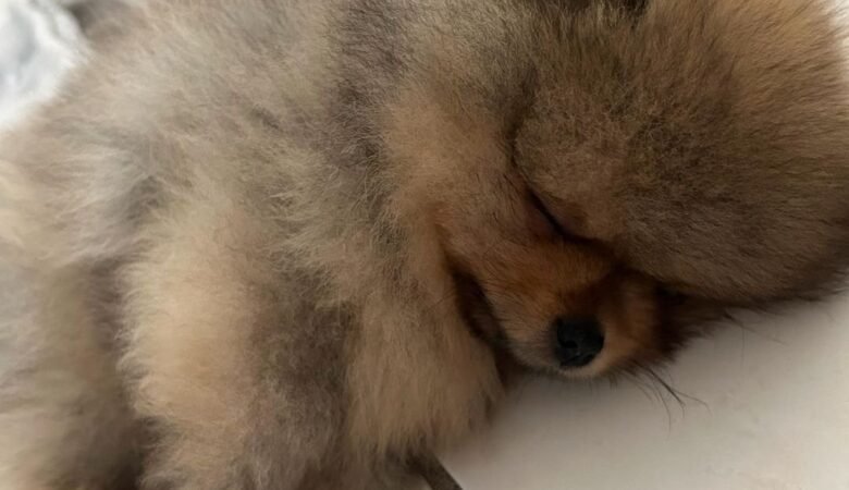 Reputable Cream Dachshund Breeders in South Dakota: Top 8 Picks