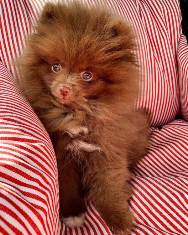 toy pomeranian puppies for sale