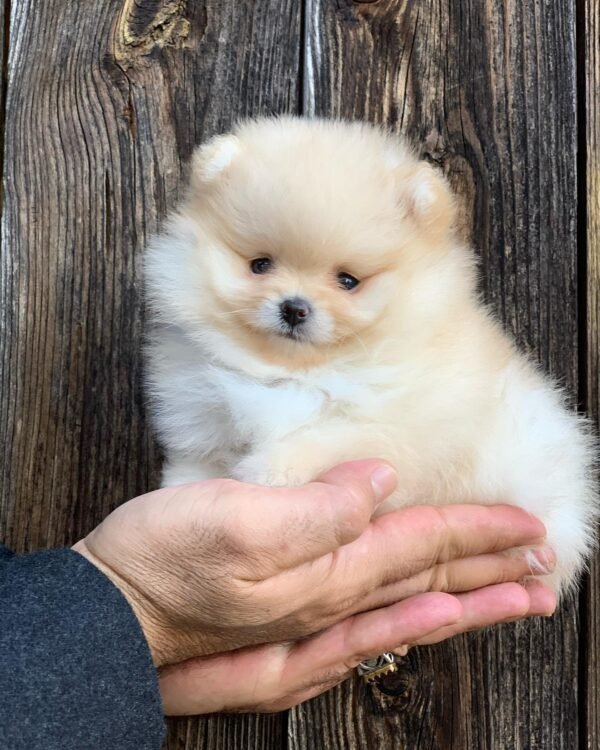 miniature pomeranian puppies for sale near me