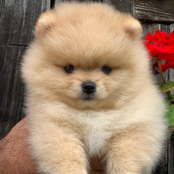 cheap teacup pomeranian puppies for sale