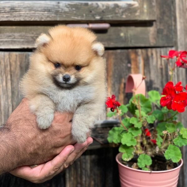 tiny pomeranian puppies for sale