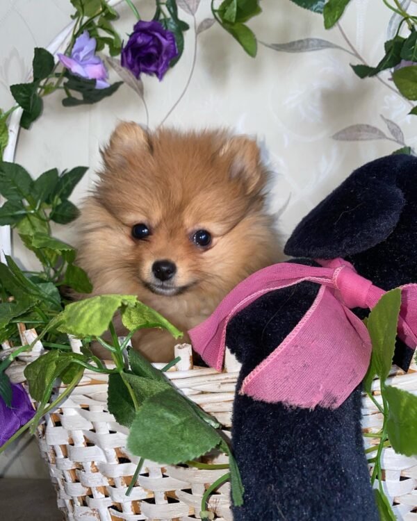 white teacup pomeranian puppies for sale