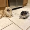 affordable pomeranian puppies for sale