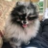 affordable pomeranian puppies for sale