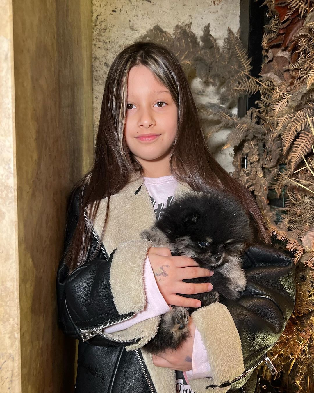 Where can I buy Pomeranian puppies for sale in Ohio