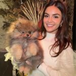 Where can I find Pomeranian puppies for sale in Delaware