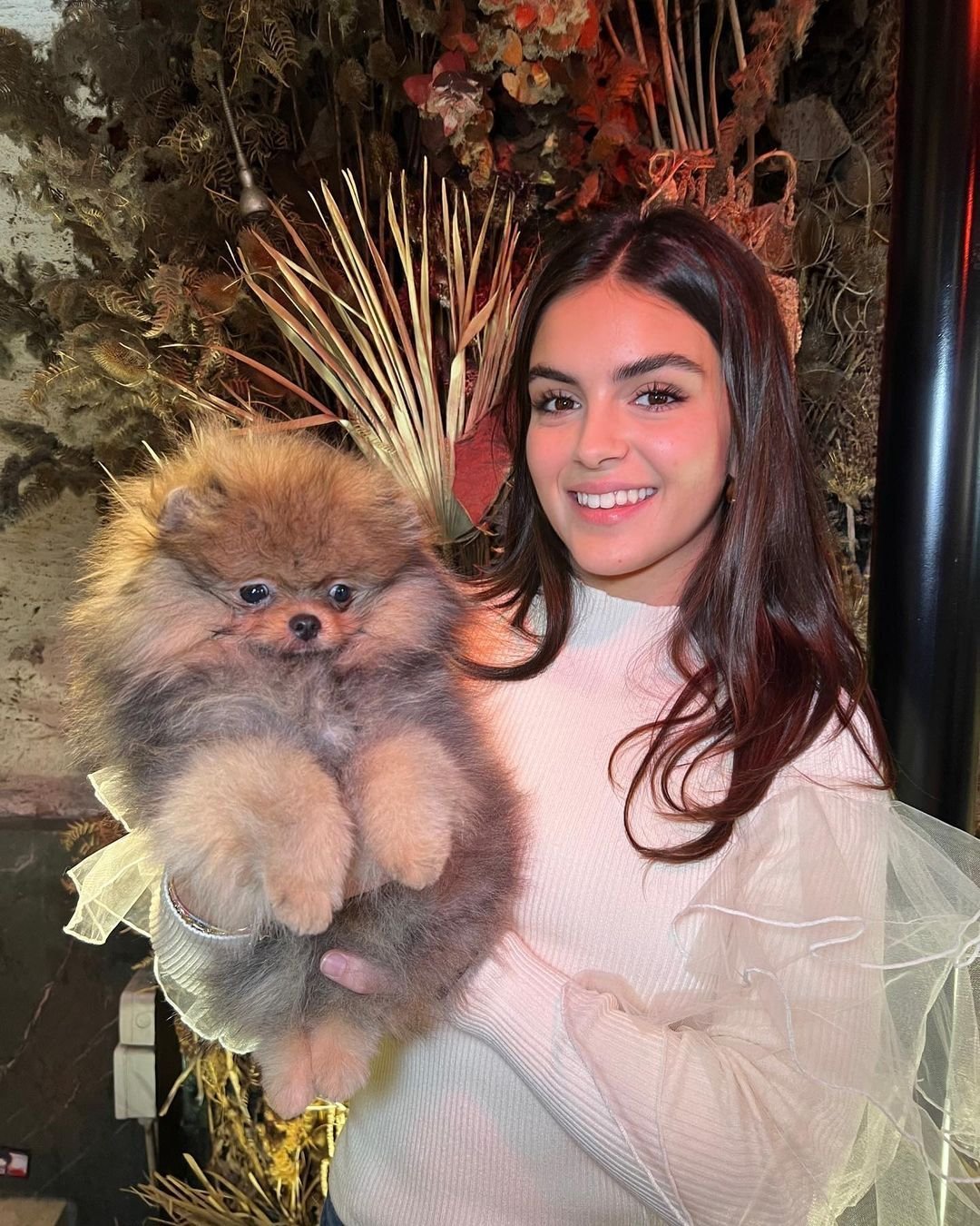 Where can I find the best Pomeranian puppies for sale in Idaho