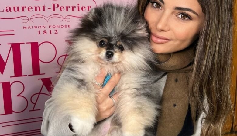 Top Pomeranian Puppies for Sale in Arizona: Top 5 Locations
