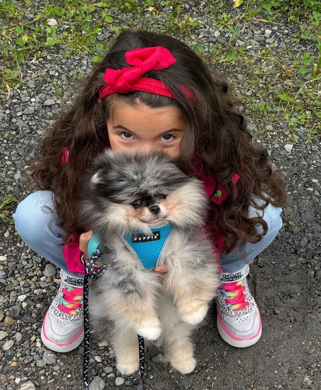 Pomeranian Puppies for Sale in Oklahoma