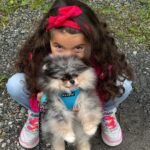 Where can I find Pomeranian puppies for sale in Florida