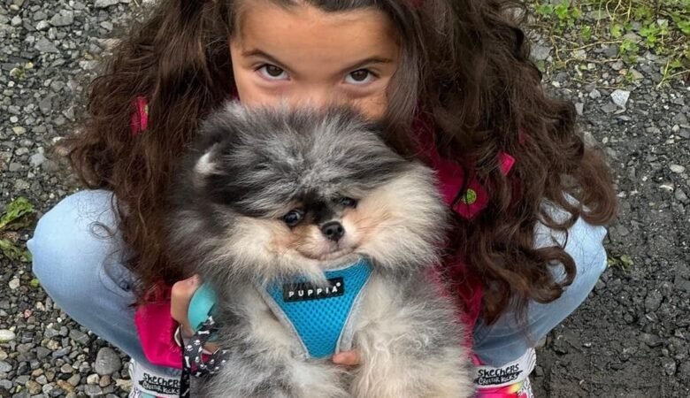 Aussie Pomeranian for Sale: Top 3 Locations to Find Your Perfect Puppy