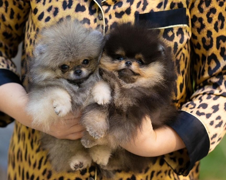 Where can I find Pomeranian puppies for sale in Tennessee