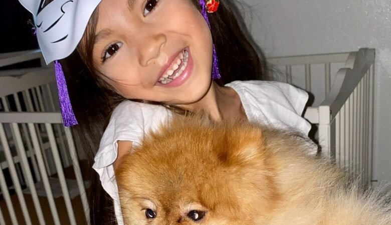 Find Miniature Pomeranian Puppies for Sale in Illinois: Top 4 Locations