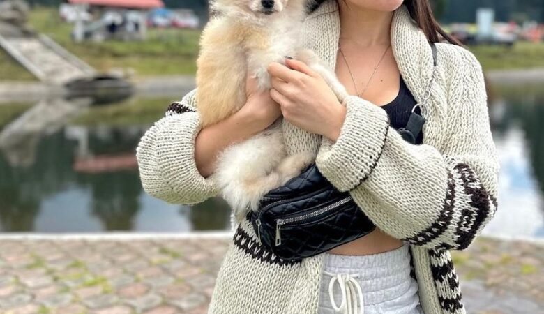 Miniature Pomeranian Puppies for Sale in Massachusetts: Top 5 Locations
