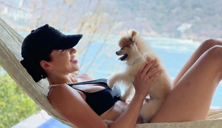 Find Miniature Pomeranian Puppies for Sale in Michigan: Top 4 Locations