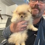 How do I find Teacup Pomeranian puppies for sale in New York