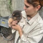 What should I look for when buying a Teacup Pomeranian in New York