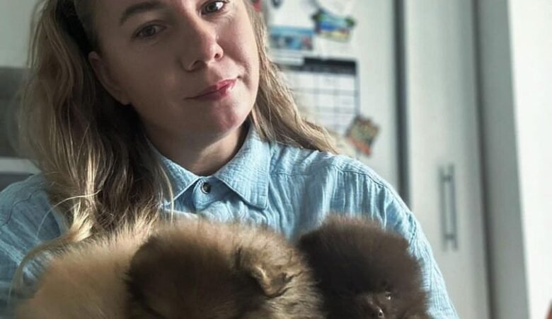 Miniature Pomeranian Puppies for Sale in North Dakota: Top 4 Locations