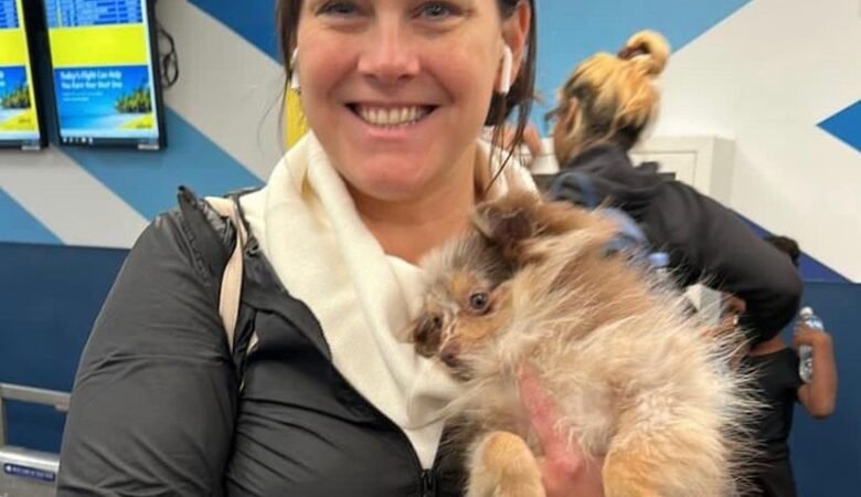 Miniature Pomeranian Puppies for Sale in New Hampshire: Top 3 Locations
