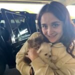 What should I consider when buying a Miniature Pomeranian puppy in Virginia?