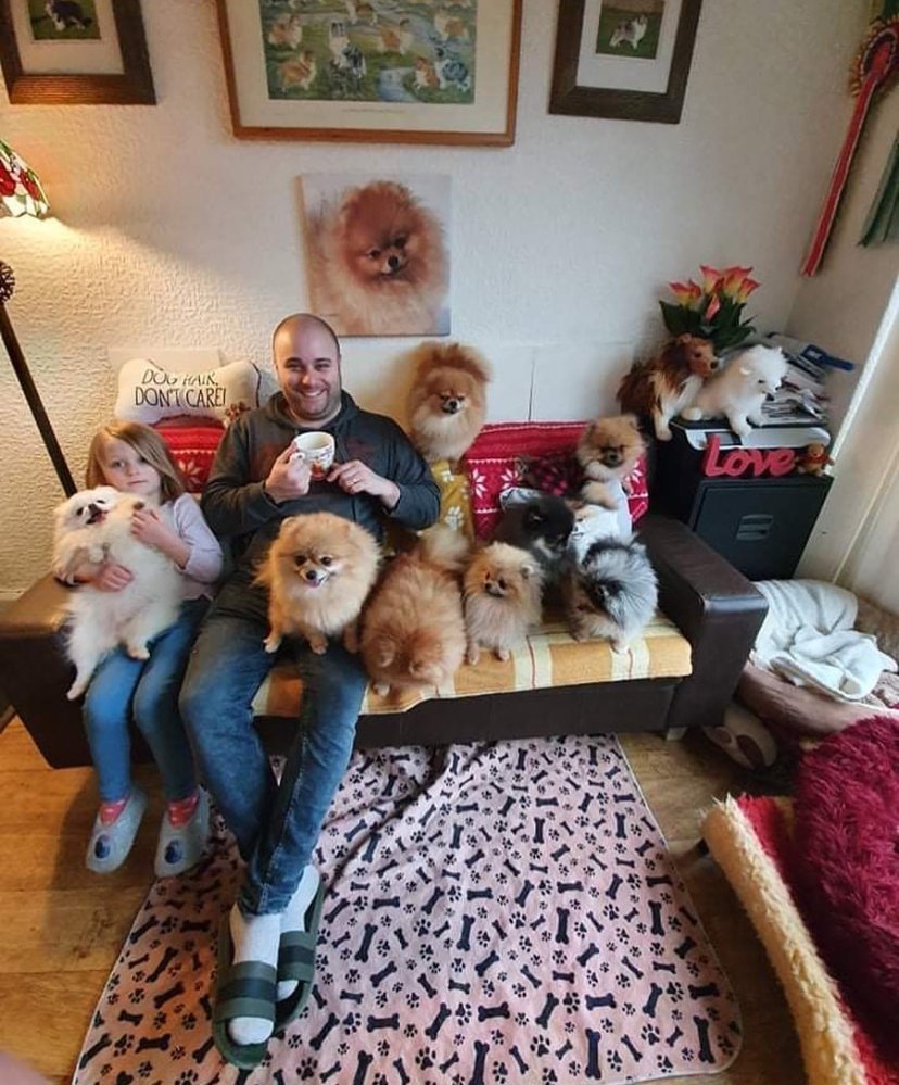 Teacup Pomeranian Puppies for Sale in Pennsylvania