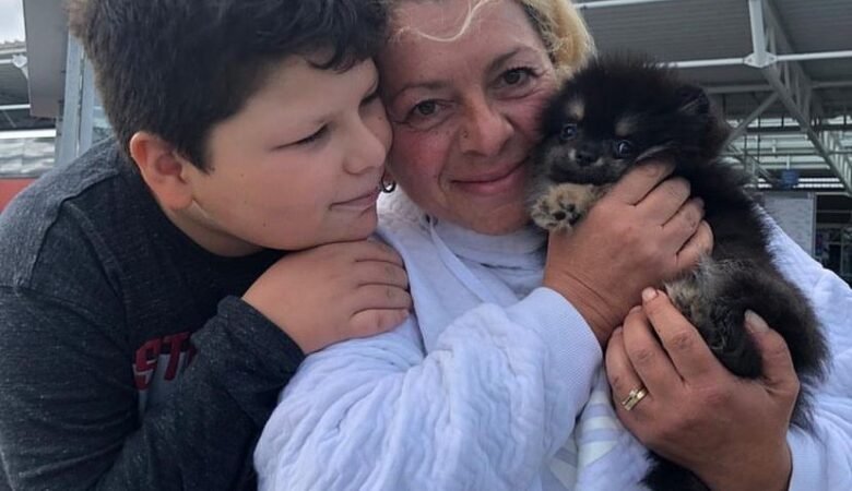 Teacup Pomeranian Puppies for Sale in Arizona: Top 3 Locations