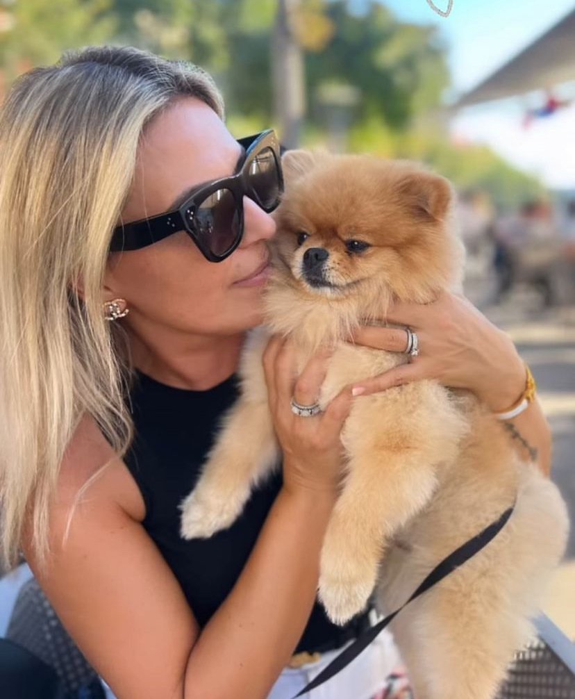 Shih Tzu Pomeranian Mix Puppies for Sale
