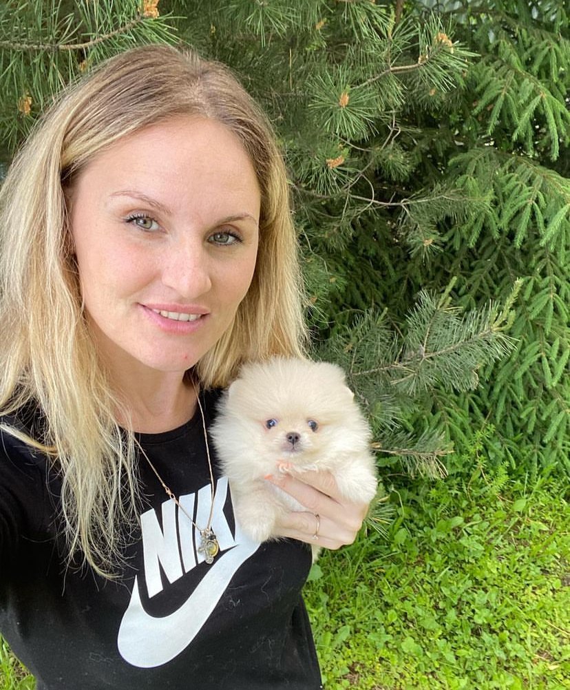 Pomeranian Eskimo Puppies for Sale