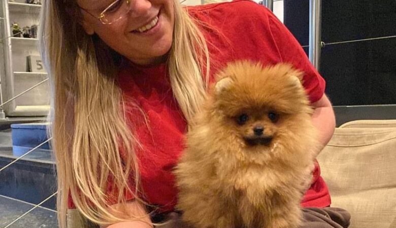 Pomeranian Toy Pom Puppies for Sale